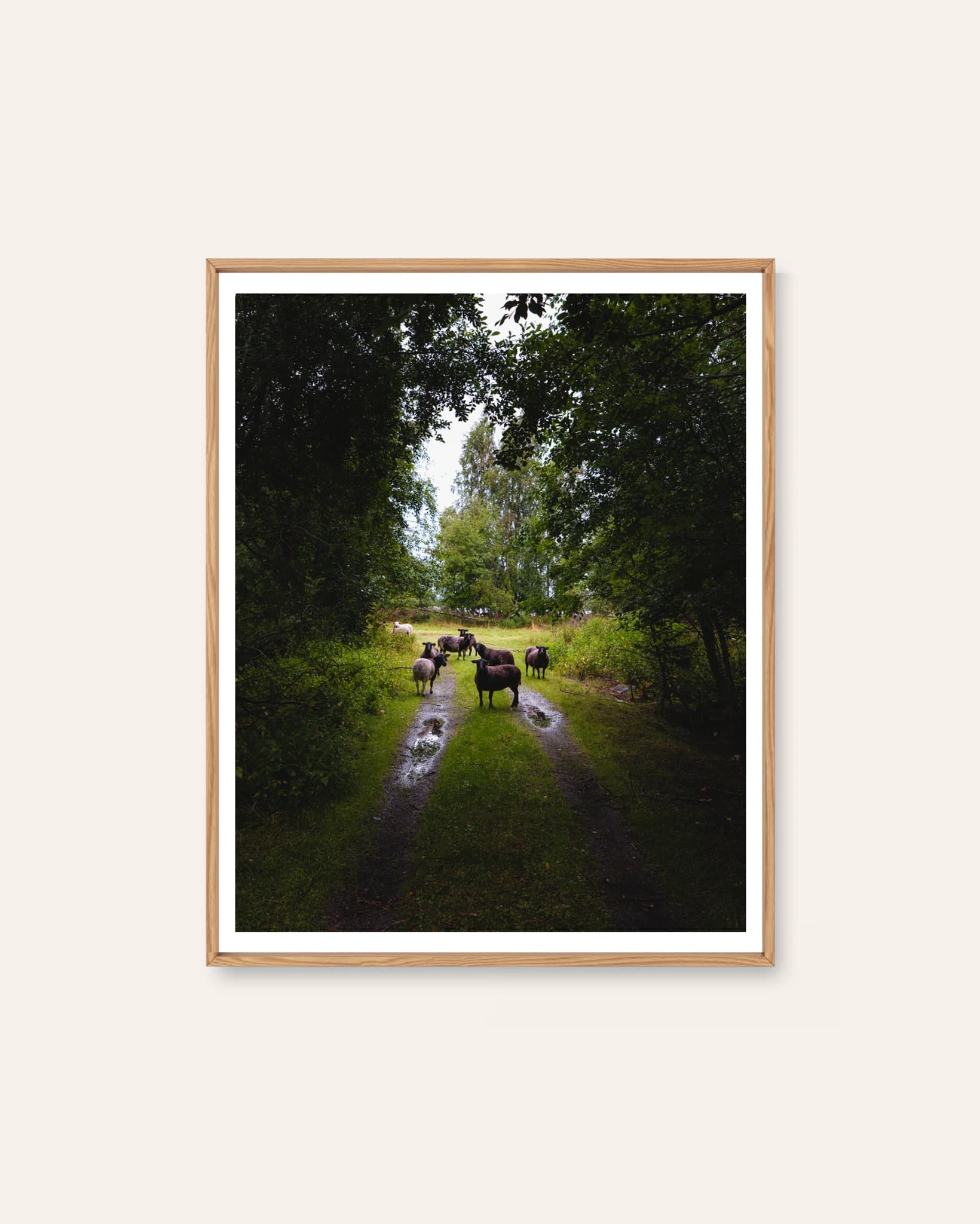 Sheep on the Track by Markus Naarttijärvi, a photographic Scandinavian art print
